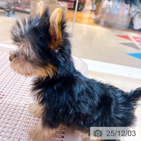 ヨークシャー・テリアの写真