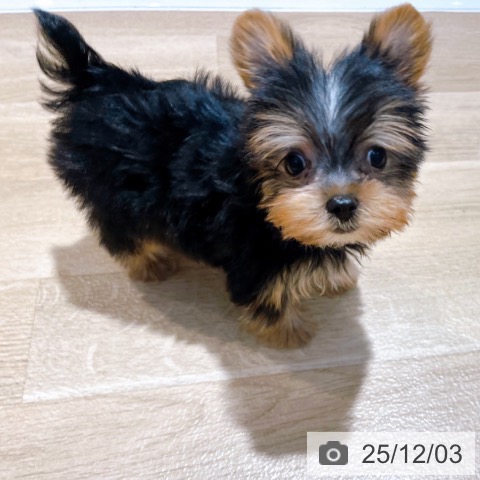 ヨークシャー・テリアの写真