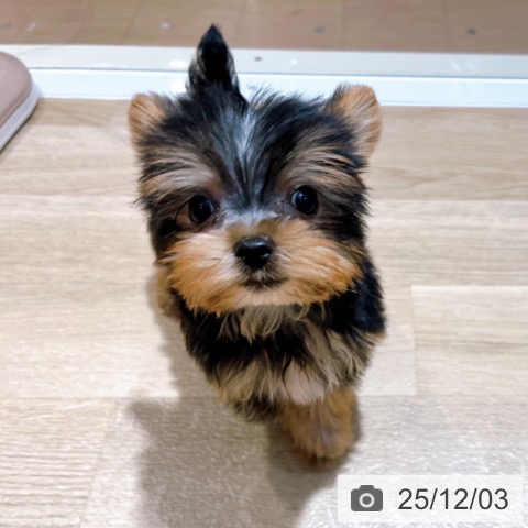 ヨークシャー・テリアの写真