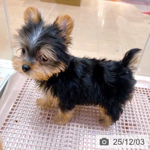 ヨークシャー・テリアの写真