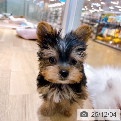 ヨークシャー・テリアの写真