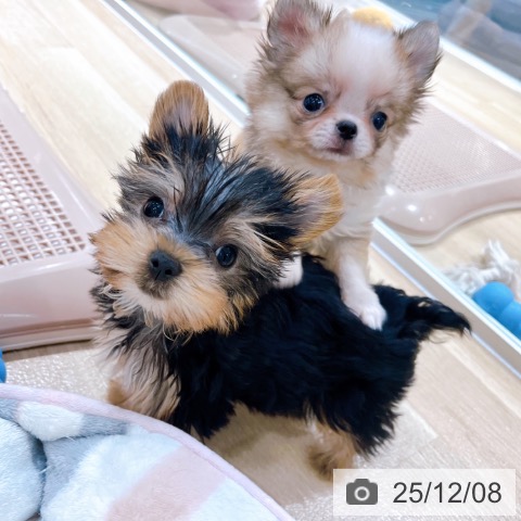 大阪府のヨークシャーテリア (ペットプラス イオン大日店/2025年9月25日生まれ/女の子/スチールブルータン)の子犬の4枚目の画像