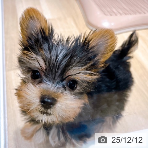 大阪府のヨークシャーテリア (ペットプラス イオン大日店/2025年9月25日生まれ/女の子/スチールブルータン)の子犬の3枚目の画像