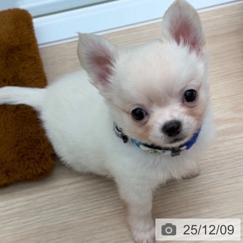 京都府のチワワ(ロング) (ペットプラス 京都桂川店/2025年10月2日生まれ/男の子/ホワイトクリーム)の子犬の4枚目の画像