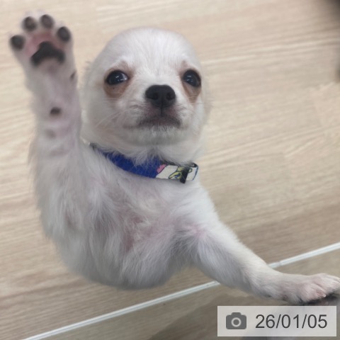 京都府のチワワ(ロング) (ペットプラス 京都桂川店/2025年10月2日生まれ/男の子/ホワイトクリーム)の子犬の4枚目の画像