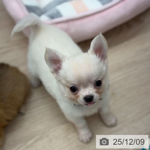 京都府のチワワ(ロング) (ペットプラス 京都桂川店/2025年10月2日生まれ/男の子/ホワイトクリーム)の子犬の3枚目の画像