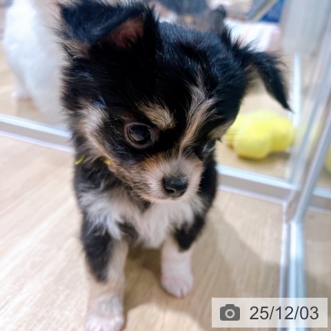 大阪府のチワワ(ロング) (ペットプラス イオン大日店/2025年10月2日生まれ/男の子/ブラックタンホワイト)の子犬の4枚目の画像