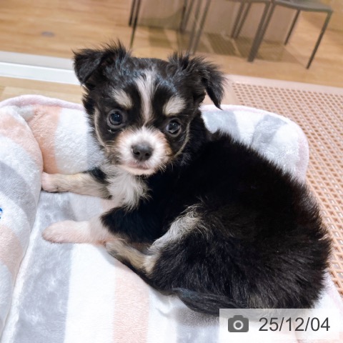 大阪府のチワワ(ロング) (ペットプラス イオン大日店/2025年10月2日生まれ/男の子/ブラックタンホワイト)の子犬の3枚目の画像