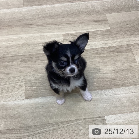 京都府のチワワ(ロング) (ペットプラス 久御山店/2025年10月2日生まれ/男の子/ブラックタンホワイト)の子犬の3枚目の画像