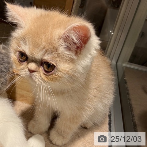 エキゾチックの写真