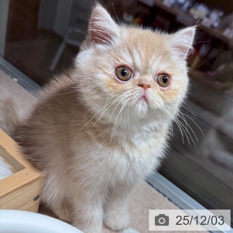 エキゾチックの写真