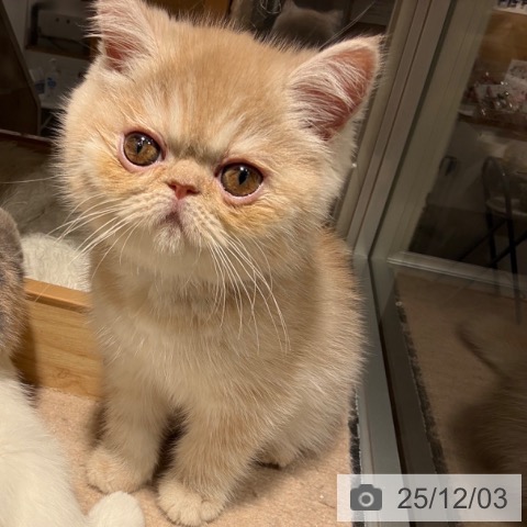 エキゾチックの写真