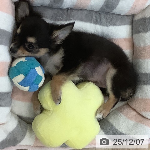 大阪府のチワワ(ロング) (ペットプラス 大阪ドームシティ店/2025年10月1日生まれ/男の子/ブラックタンホワイト)の子犬の3枚目の画像