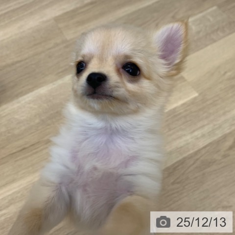 京都府のチワワ(ロング) (ペットプラス 久御山店/2025年10月1日生まれ/男の子/クリーム)の子犬の4枚目の画像