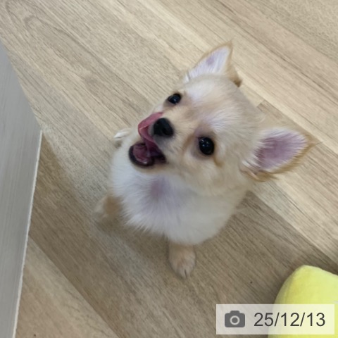 京都府のチワワ(ロング) (ペットプラス 久御山店/2025年10月1日生まれ/男の子/クリーム)の子犬の3枚目の画像