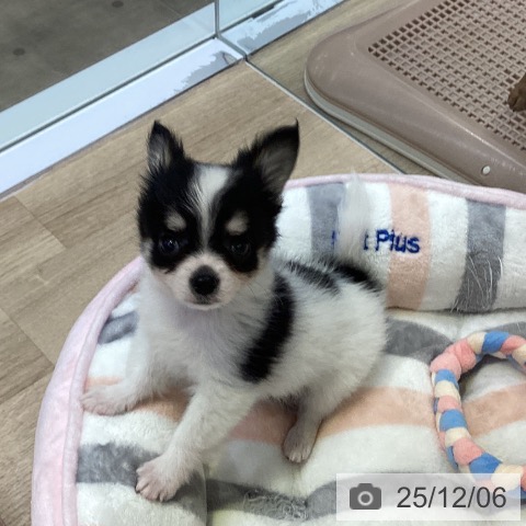 兵庫県のチワワ(ロング) (ペットプラス 明石店/2025年10月1日生まれ/男の子/ホワイトブラックタン)の子犬の3枚目の画像