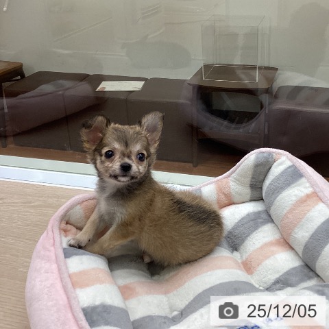 大阪府のチワワ(ロング) (ペットプラス ららぽーと和泉店/2025年10月1日生まれ/女の子/フォーン)の子犬の4枚目の画像