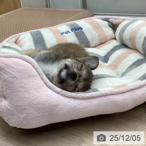 大阪府のチワワ(ロング) (ペットプラス ららぽーと和泉店/2025年10月1日生まれ/女の子/フォーン)の子犬の3枚目の画像