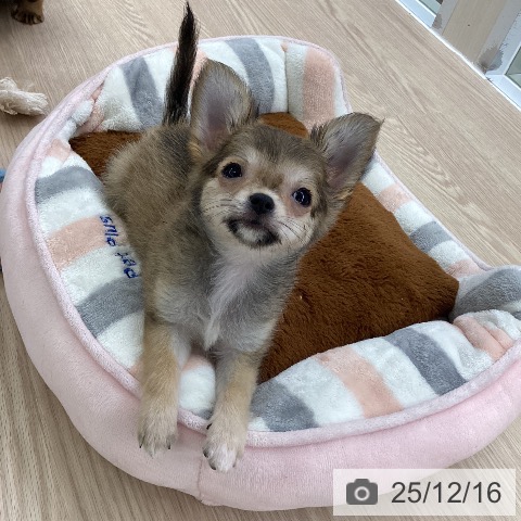 大阪府のチワワ(ロング) (ペットプラス ららぽーと和泉店/2025年10月1日生まれ/女の子/フォーン)の子犬の3枚目の画像