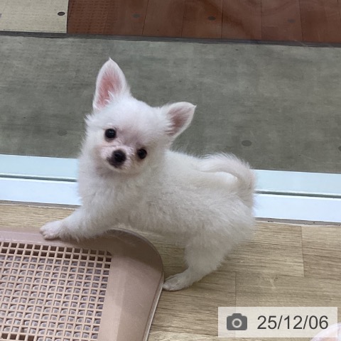 兵庫県のチワワ(ロング) (ペットプラス 明石店/2025年10月1日生まれ/女の子/ホワイトクリーム)の子犬の3枚目の画像