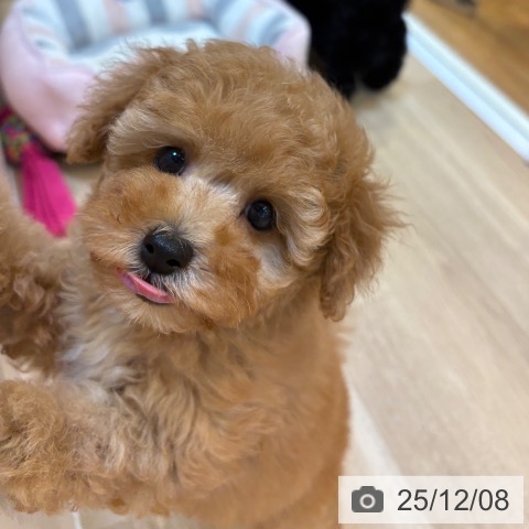 トイ・プードルの写真