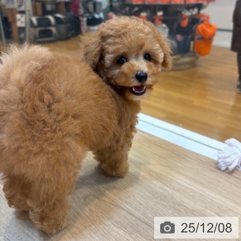 トイ・プードルの写真