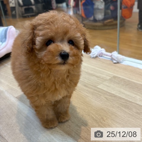 トイ・プードルの写真