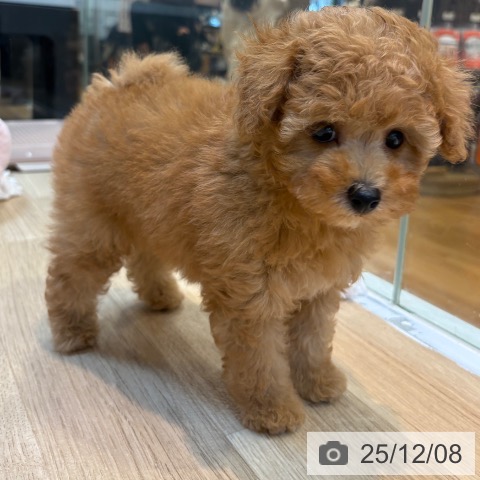 トイ・プードルの写真