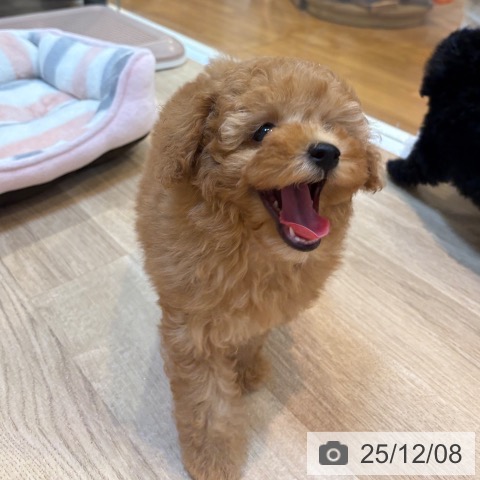 トイ・プードルの写真