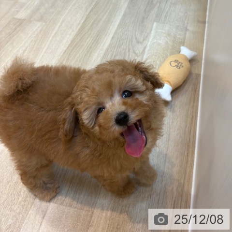 トイ・プードルの写真