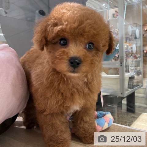 トイ・プードルの写真