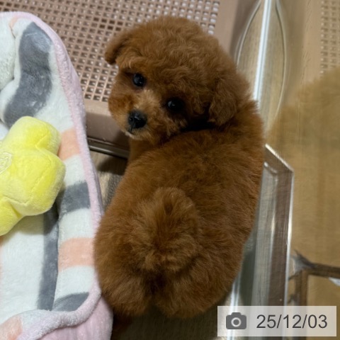 トイ・プードルの写真