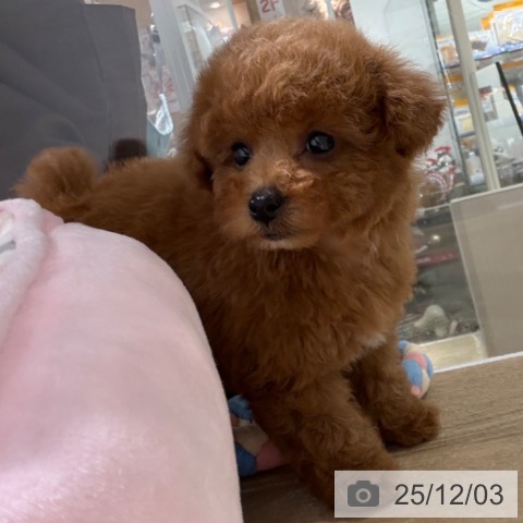 トイ・プードルの写真