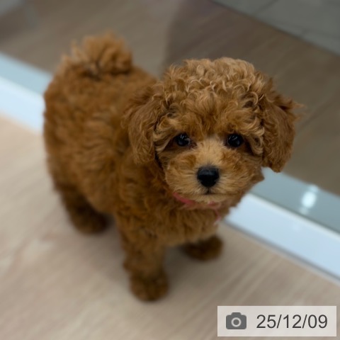 京都府のトイプードル(トイ) (ペットプラス 京都桂川店/2025年10月3日生まれ/女の子/アプリコット)の子犬の4枚目の画像