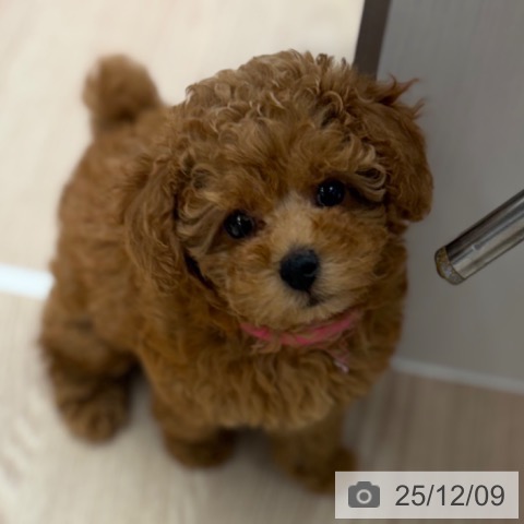 京都府のトイプードル(トイ) (ペットプラス 京都桂川店/2025年10月3日生まれ/女の子/アプリコット)の子犬の3枚目の画像