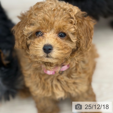 京都府のトイプードル(トイ) (ペットプラス 京都桂川店/2025年10月3日生まれ/女の子/アプリコット)の子犬の3枚目の画像