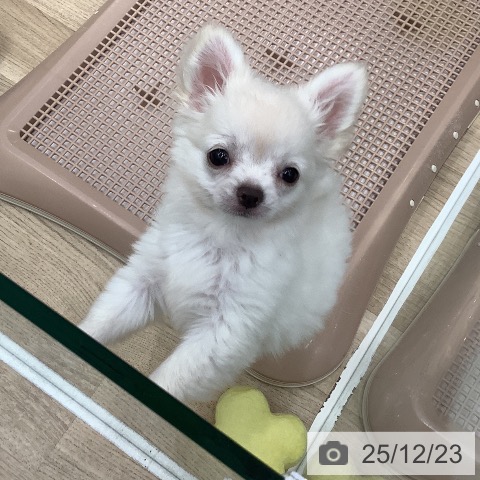 大阪府のチワワ(ロング) (ペットプラス 鶴見店/2025年10月4日生まれ/男の子/クリームホワイト)の子犬の4枚目の画像