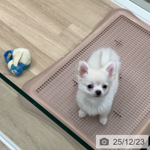 大阪府のチワワ(ロング) (ペットプラス 鶴見店/2025年10月4日生まれ/男の子/クリームホワイト)の子犬の3枚目の画像