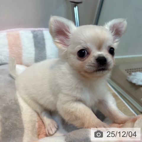 チワワの写真