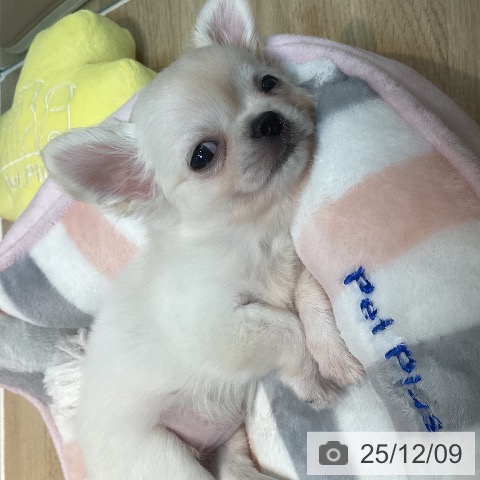 京都府のチワワ(ロング) (ペットプラス イオンモールKYOTO店/2025年10月4日生まれ/女の子/クリームホワイト)の子犬の4枚目の画像