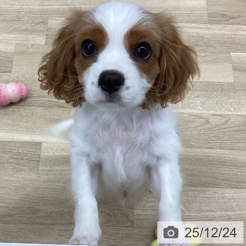新潟県のキャバリアキングチャールズスパニエル (ペットプラス 新潟南店/2025年10月4日生まれ/男の子/ブレンハイム)の子犬の4枚目の画像