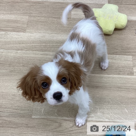 新潟県のキャバリアキングチャールズスパニエル (ペットプラス 新潟南店/2025年10月4日生まれ/男の子/ブレンハイム)の子犬の3枚目の画像