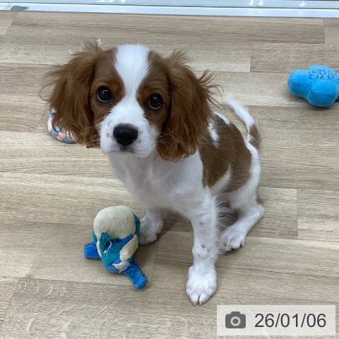 新潟県のキャバリアキングチャールズスパニエル (ペットプラス 新潟南店/2025年10月4日生まれ/男の子/ブレンハイム)の子犬の3枚目の画像