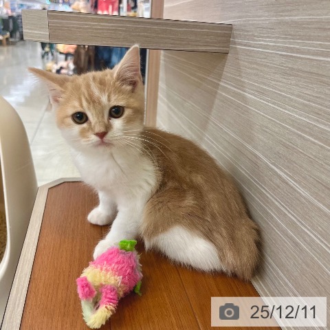 東京都のスコティッシュフォールド (ペットプラス 板橋店/2025年9月23日生まれ/男の子/クリームタビーホワイト)の子猫の4枚目の画像