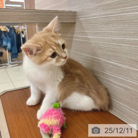 東京都のスコティッシュフォールド (ペットプラス 板橋店/2025年9月23日生まれ/男の子/クリームタビーホワイト)の子猫の3枚目の画像