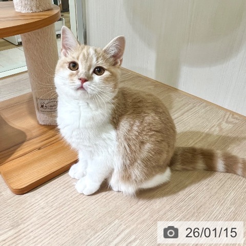 東京都のスコティッシュフォールド (ペットプラス 板橋店/2025年9月23日生まれ/男の子/クリームタビーホワイト)の子猫の3枚目の画像