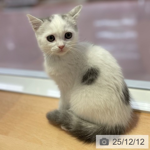 スコティッシュフォールドの写真