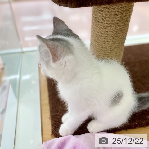 京都府のスコティッシュフォールド (ペットプラス 醍醐店/2025年10月1日生まれ/男の子/シルバータビーホワイト)の子猫の4枚目の画像