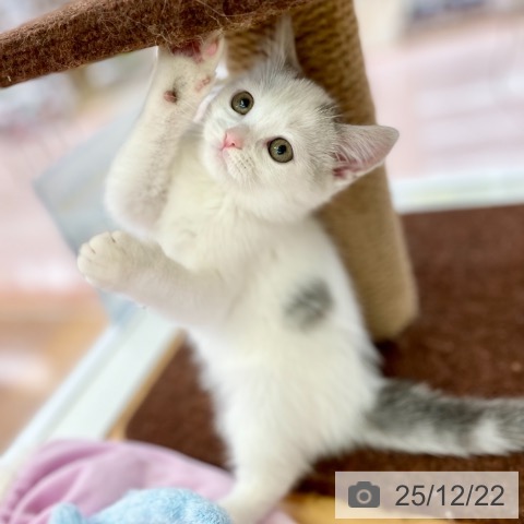 京都府のスコティッシュフォールド (ペットプラス 醍醐店/2025年10月1日生まれ/男の子/シルバータビーホワイト)の子猫の3枚目の画像