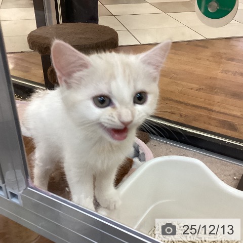 京都府のスコティッシュフォールド (ペットプラス 久御山店/2025年10月1日生まれ/女の子/クリームタビーホワイト)の子猫の4枚目の画像